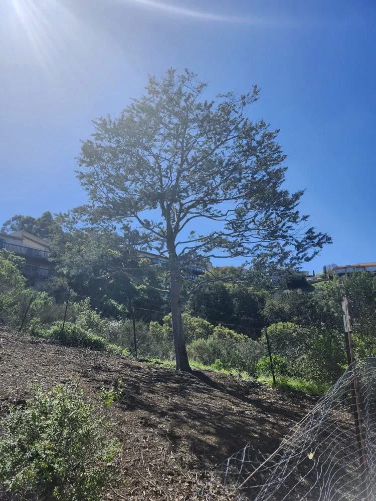 Local lawn care service for homes in San Carlos, CA by Rodriguez Tree Service