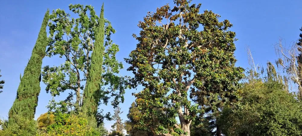 Expert residential landscaping experts serving San Carlos, CA - Rodriguez Tree Service