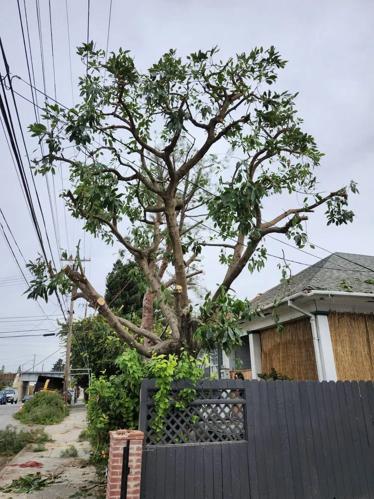 Affordable yard maintenance in San Carlos, CA by Rodriguez Tree Service