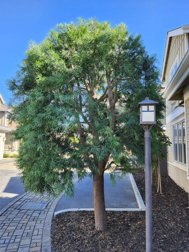 Local lawn mowing service in San Carlos, CA by Rodriguez Tree Service