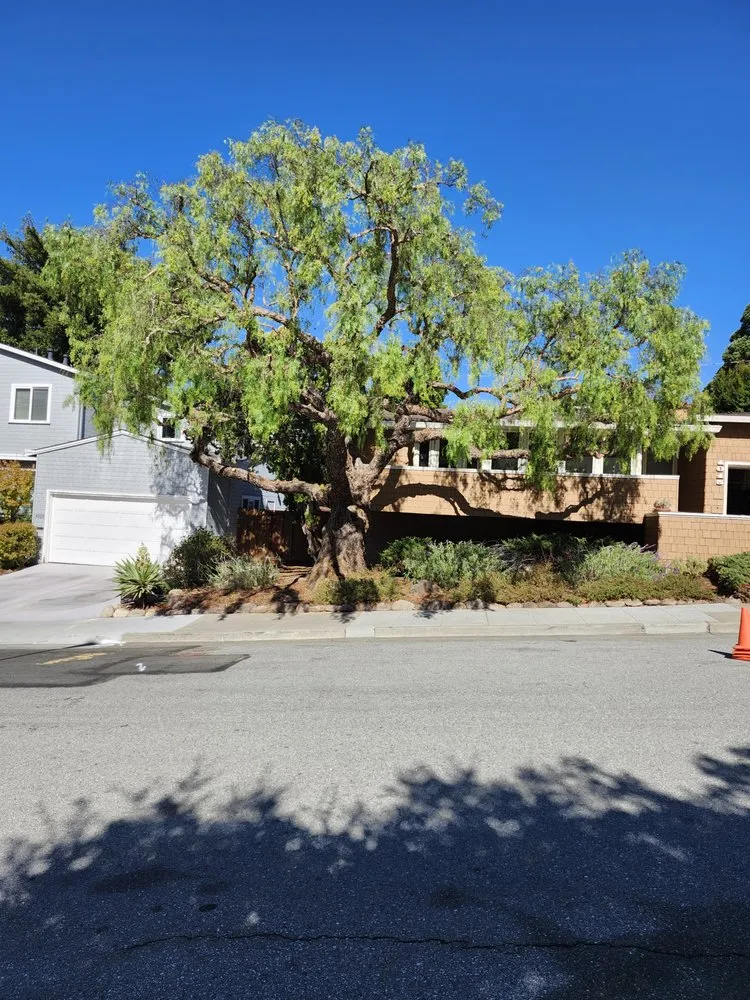 Reliable yard maintenance experts serving San Carlos, CA - Rodriguez Tree Service