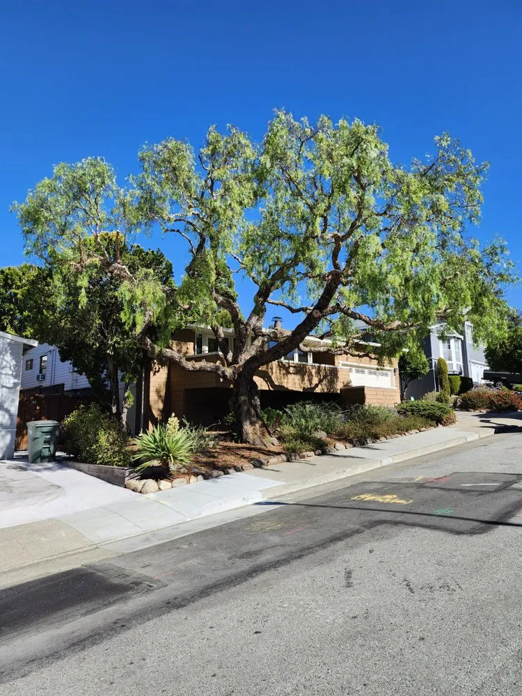 Expert outdoor landscaping in San Carlos, CA - Rodriguez Tree Service