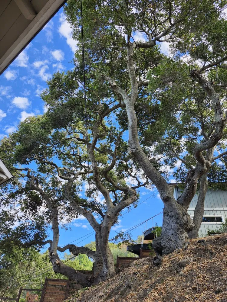 Expert landscape installation in San Carlos, CA by Rodriguez Tree Service