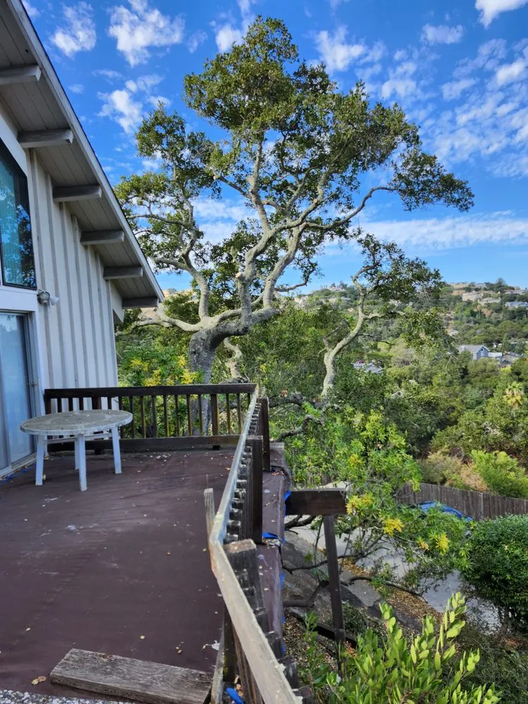 Affordable landscaping services experts serving San Carlos, CA - Rodriguez Tree Service