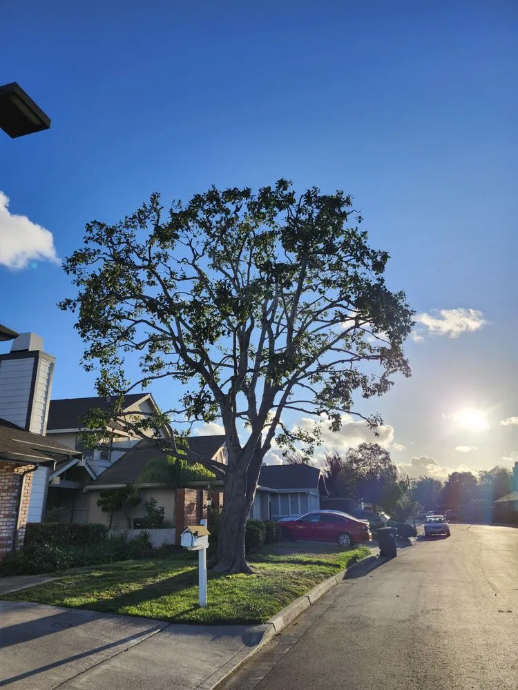 Professional landscape installation in San Carlos, CA by Rodriguez Tree Service