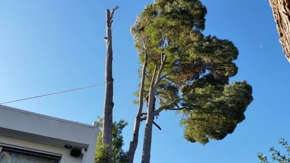 Top-rated yard cleanup service in San Carlos, CA by Rodriguez Tree Service