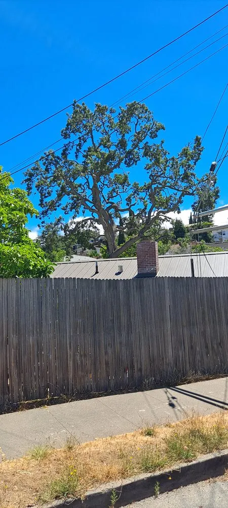 Custom landscape installation for outdoor upgrades in San Carlos, CA by Rodriguez Tree Service