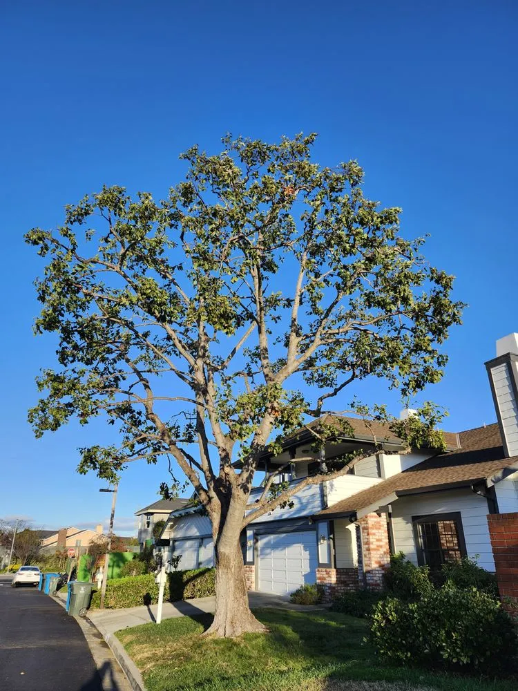 Custom landscape installation for beautiful yards in San Carlos, CA by Rodriguez Tree Service