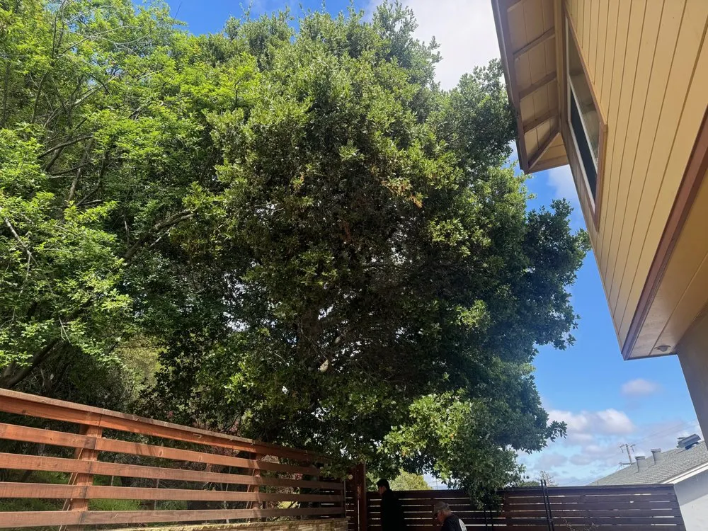 Professional yard cleanup service in San Carlos, CA by Rodriguez Tree Service