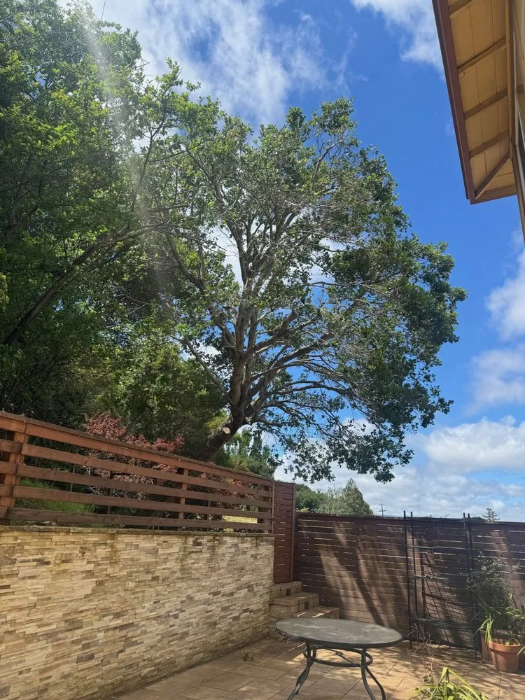 Affordable yard maintenance experts serving San Carlos, CA - Rodriguez Tree Service