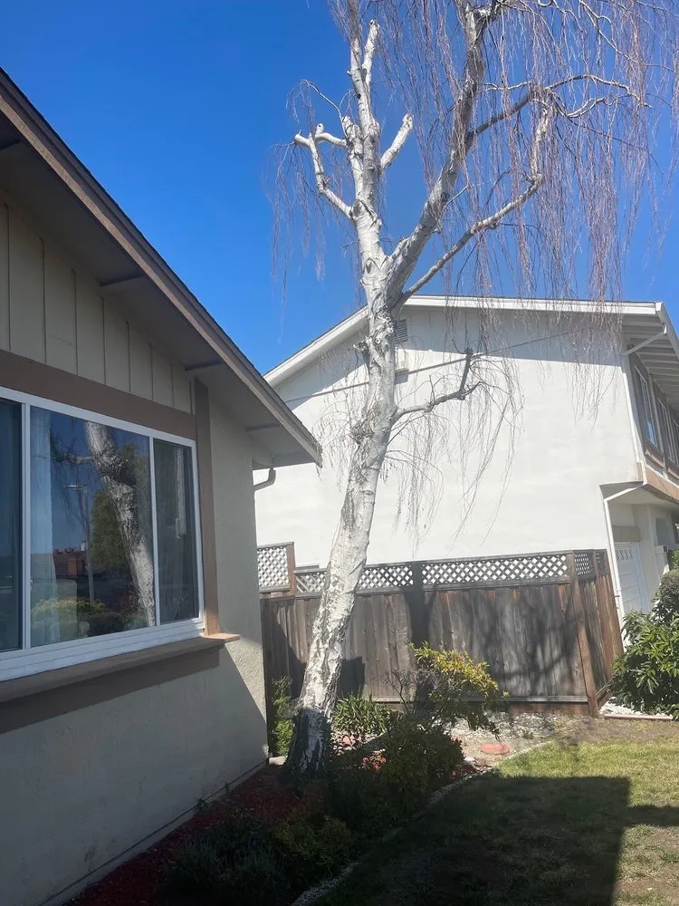 Professional landscape design for residential properties across San Carlos, CA - Rodriguez Tree Service