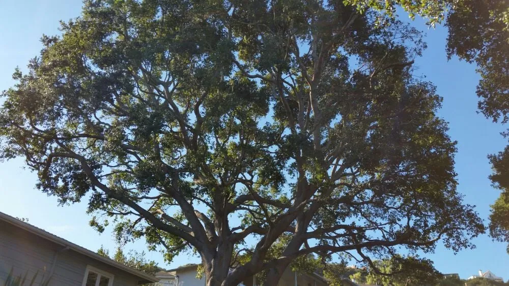 Top-rated landscape design in San Carlos, CA by Rodriguez Tree Service