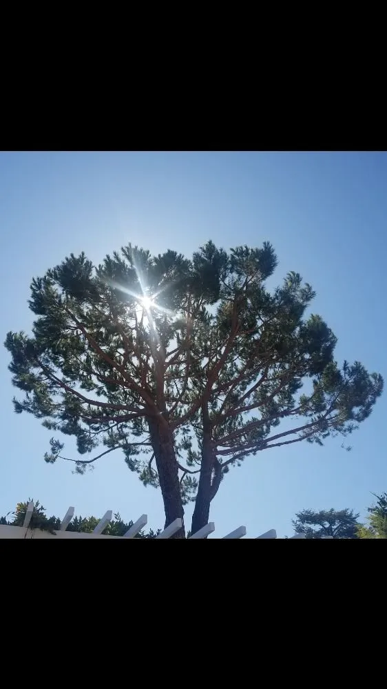 Expert yard cleanup service for beautiful yards in San Carlos, CA by Rodriguez Tree Service