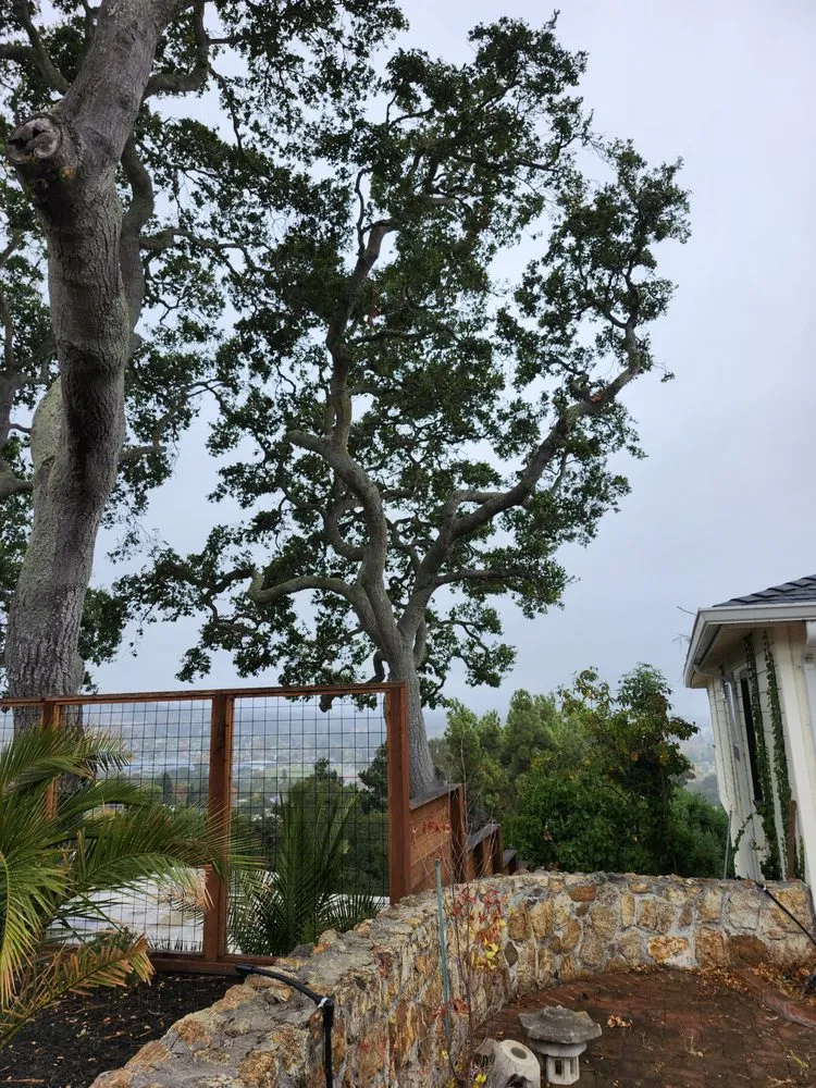 Professional lawn mowing service in San Carlos, CA by Rodriguez Tree Service