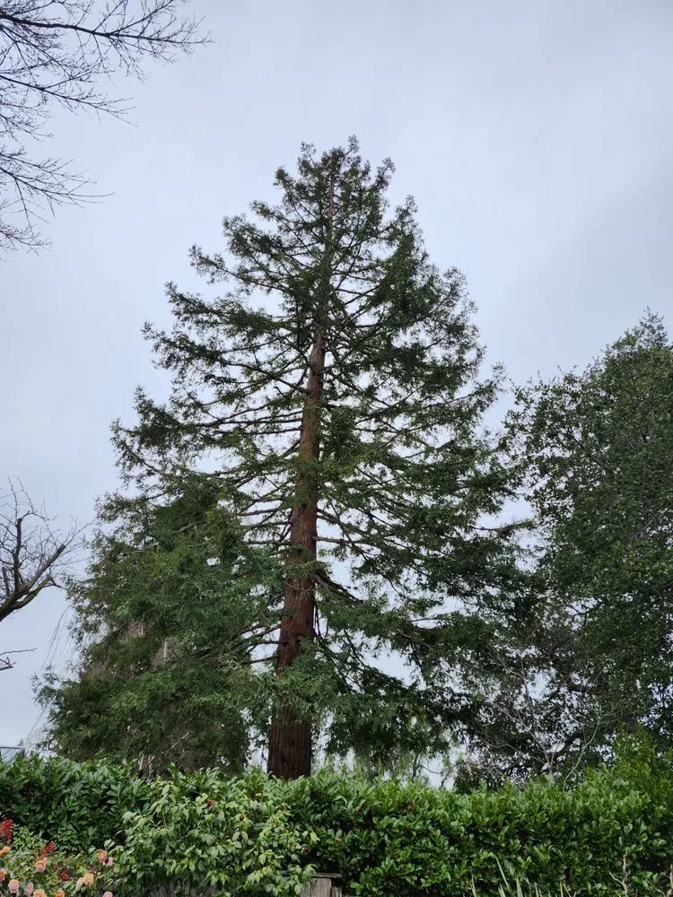 Top-rated landscaping services with custom design across San Carlos, CA - Rodriguez Tree Service