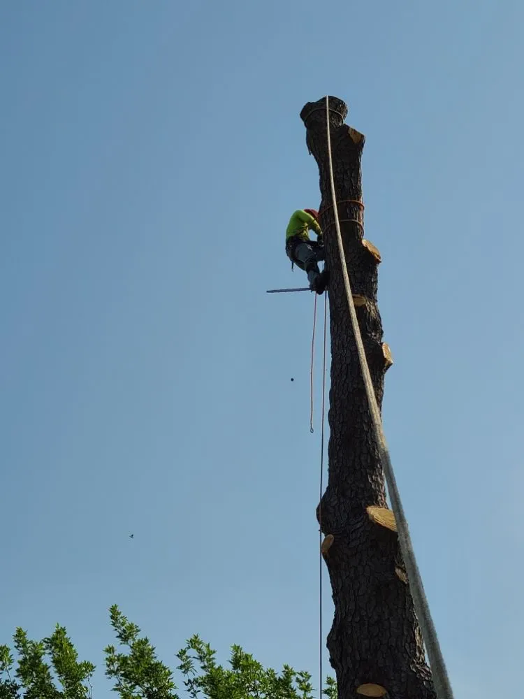 Local landscaping services near you in Cleveland, TX by Rodriguez Tree services & more