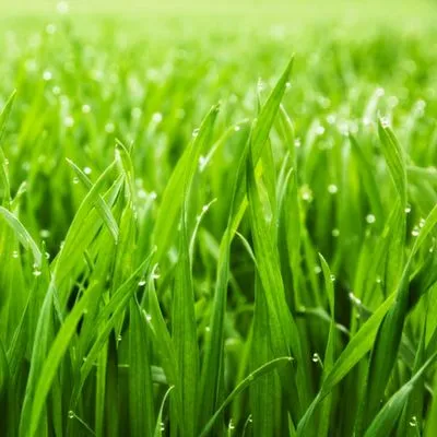 Rods Lawn Express Logo