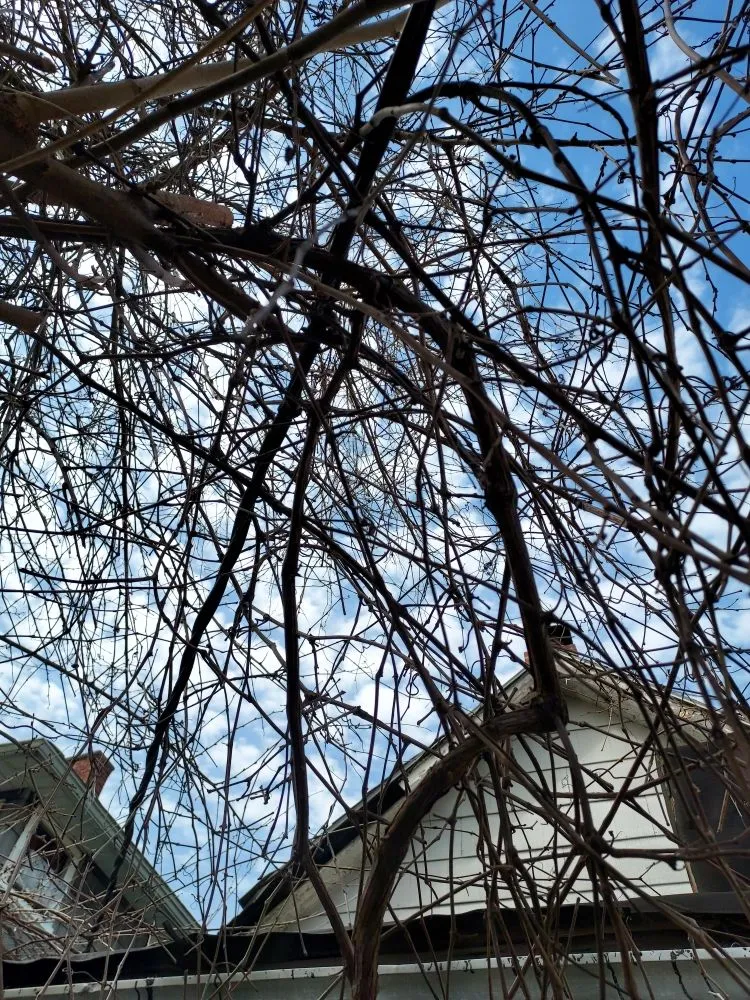 Professional outdoor landscaping in Toledo, OH - Rod's Unique Lawn