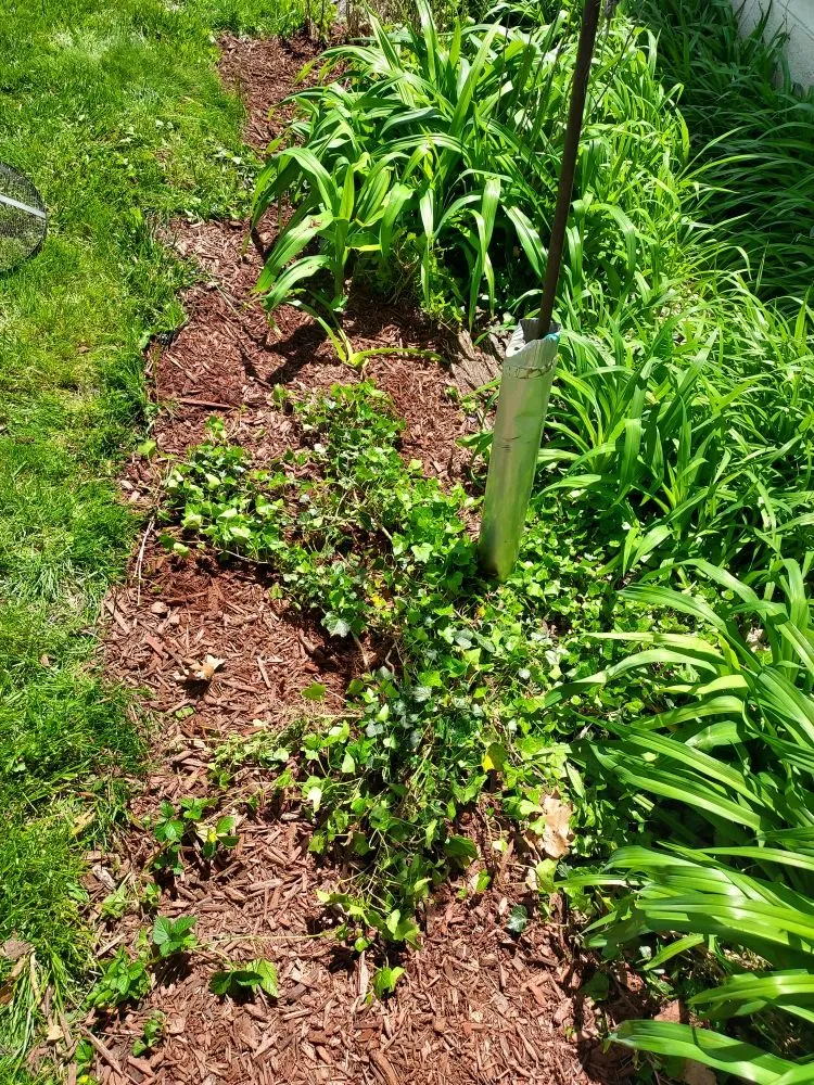 Trusted lawn mowing service for beautiful yards in Toledo, OH by Rod's Unique Lawn