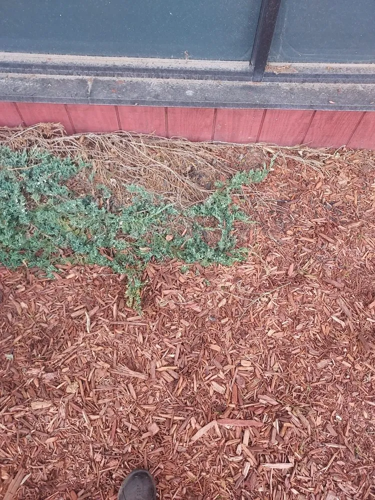 Expert lawn mowing service in Toledo, OH - Rod's Unique Lawn