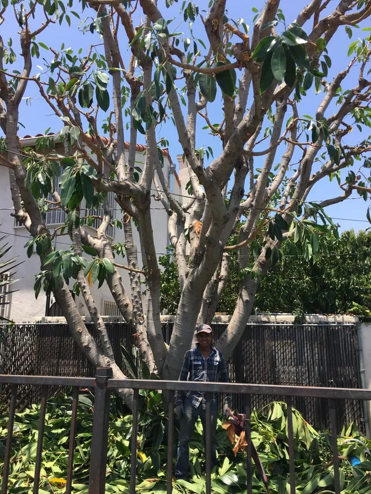 Reliable yard cleanup service in Los Angeles, CA - Rodscape