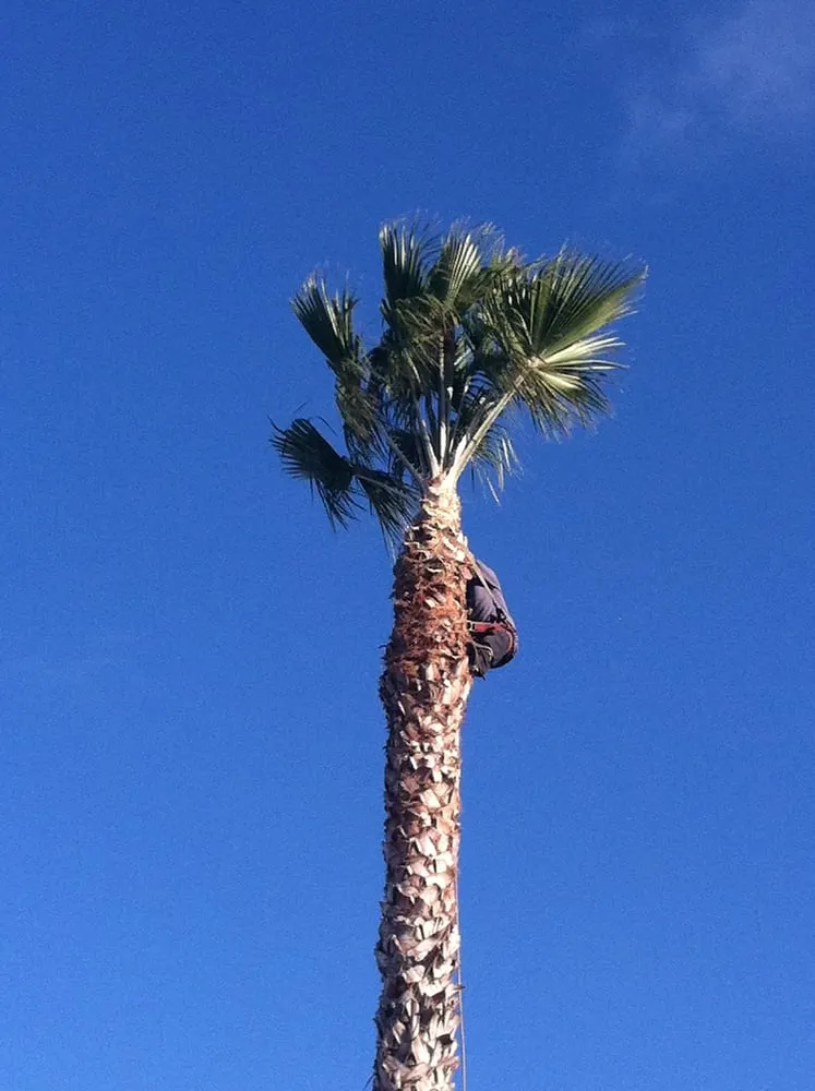 Professional yard maintenance in Los Angeles, CA - Rodscape