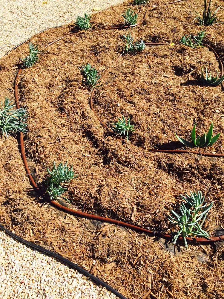 Expert landscaping services in Los Angeles, CA by Rodscape