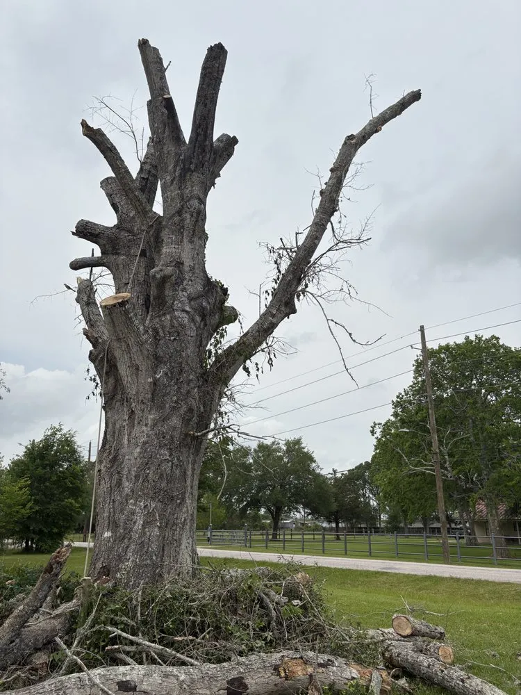 Local landscape design in Dayton, TX - Roe Lumberjack Services