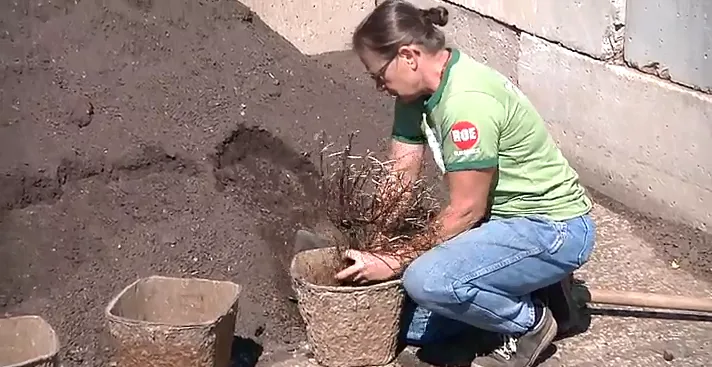 Affordable yard cleanup service experts serving Oshkosh, WI - Roe Nurseries