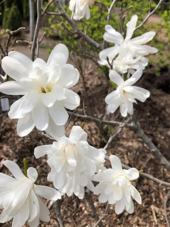 Reliable landscape installation in Oshkosh, WI by Roe Nurseries