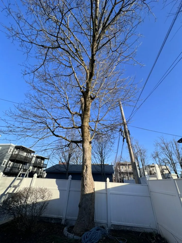 Expert landscaping services experts serving Lynn, MA - Roel Tree Services