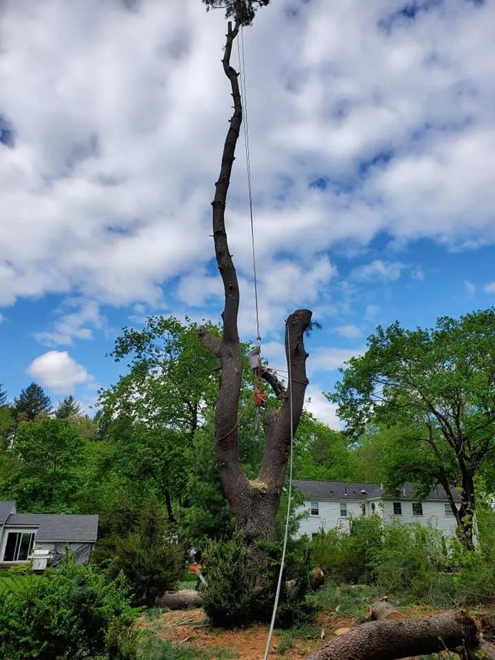 Professional outdoor landscaping with custom design in Lynn, MA by Roel Tree Services