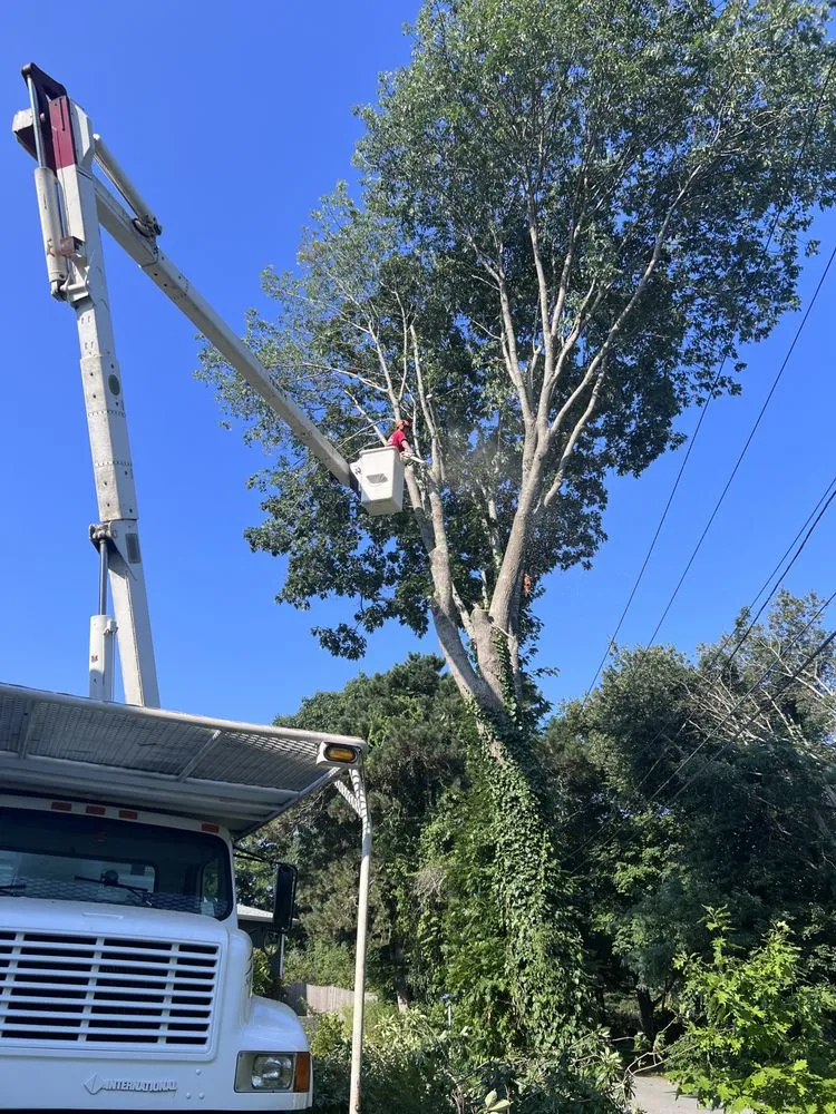 Reliable yard cleanup service near you in Lynn, MA by Roel Tree Services