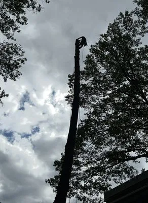 Roel Tree Services Logo