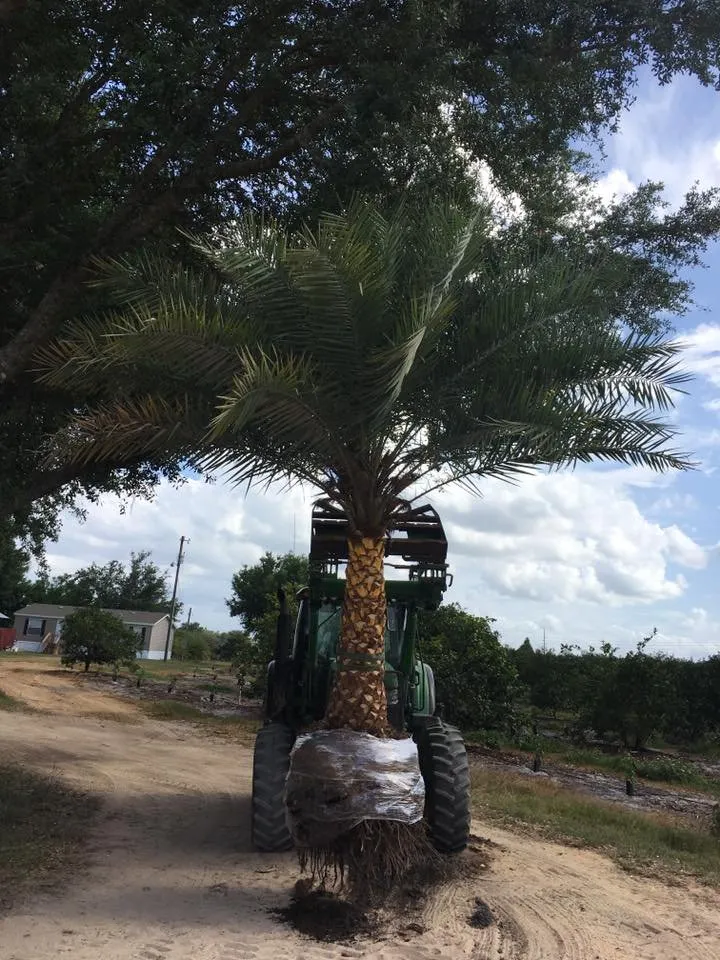 Expert landscape design in Deland, FL by Roeling Green Lawns