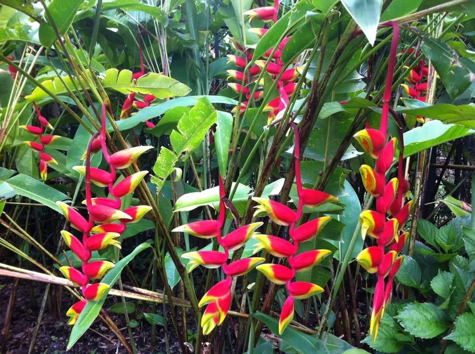 Local landscape design near you across Deland, FL - Roeling Green Lawns