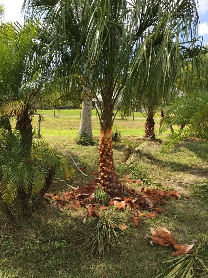 Expert lawn mowing service experts serving Deland, FL - Roeling Green Lawns