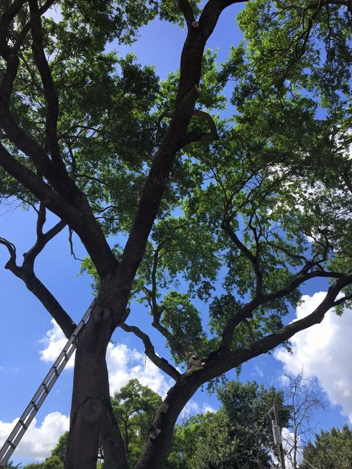 Expert landscape design experts serving Deland, FL - Roeling Green Lawns