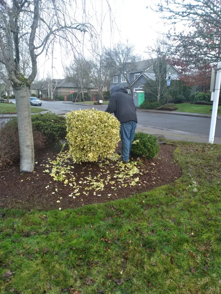 Trusted landscape installation experts serving Junction City, OR - Rogelio's Lawn Care