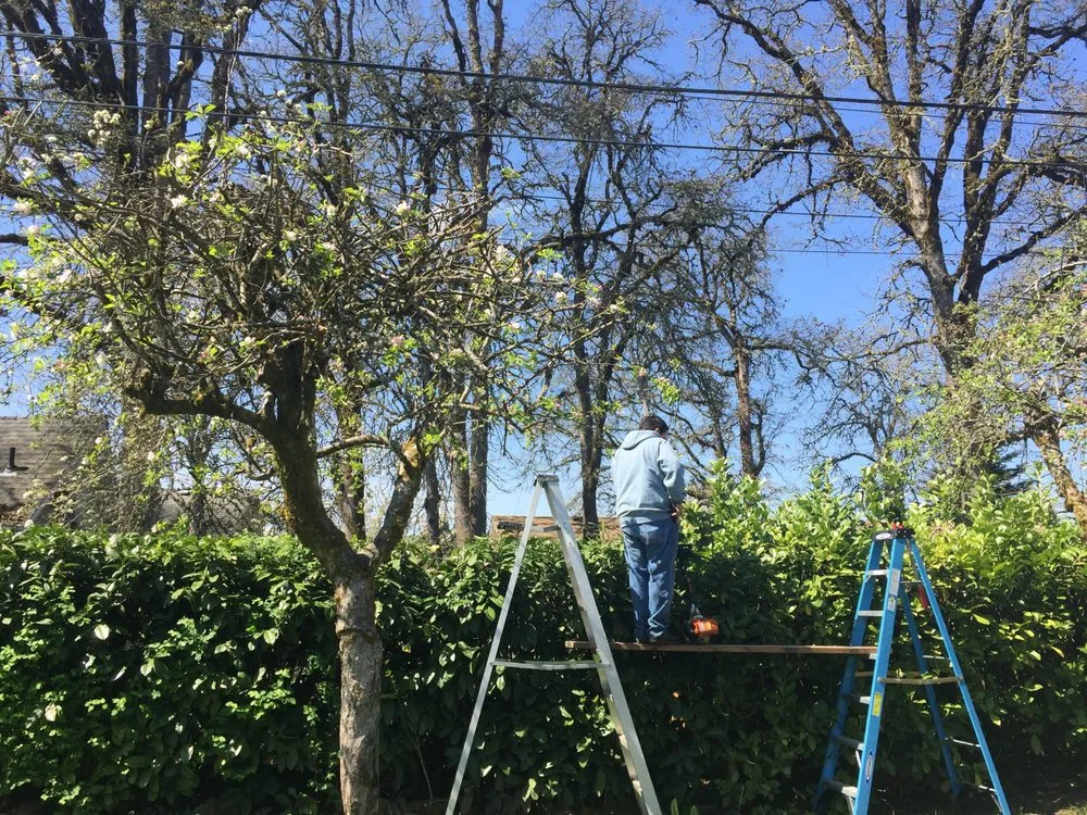 Expert yard cleanup service experts serving Junction City, OR - Rogelio's Lawn Care