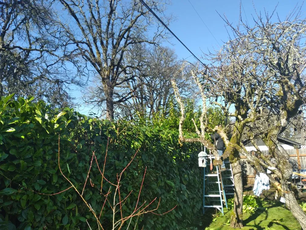 Local garden landscaping in Junction City, OR by Rogelio's Lawn Care