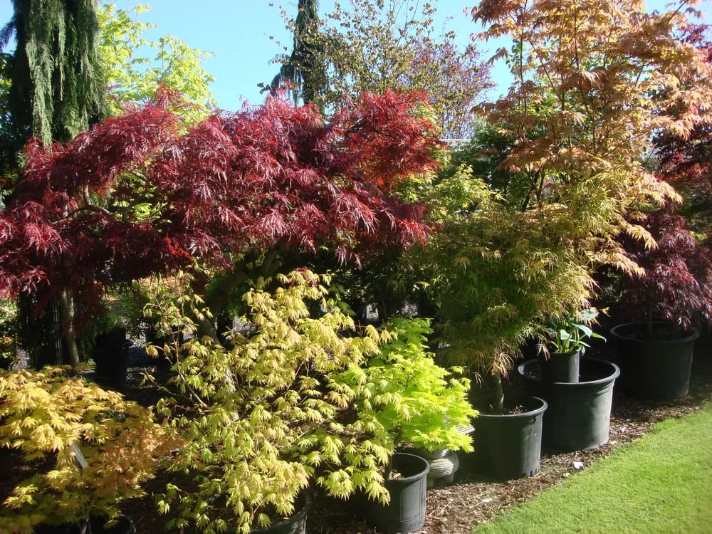 Reliable yard cleanup service near you in Enumclaw, WA by Roger Cross Landscaping and Nursery