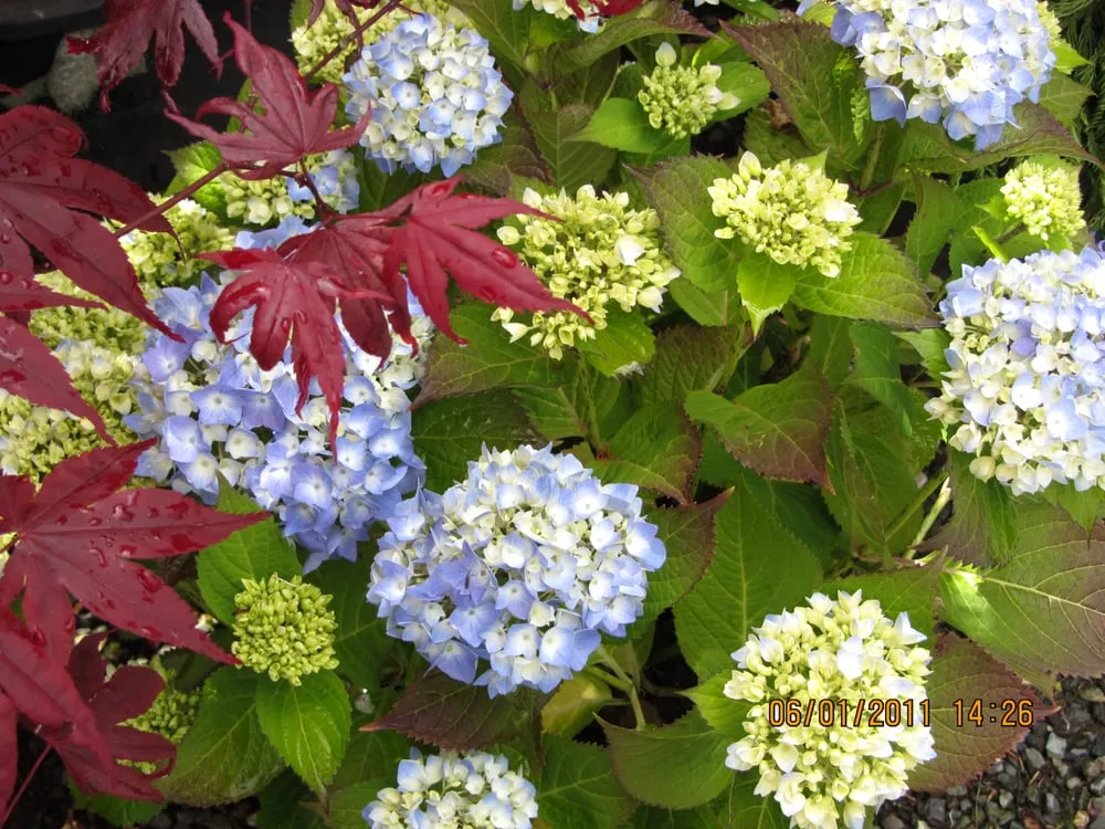 Top-rated landscape installation for outdoor upgrades in Enumclaw, WA by Roger Cross Landscaping and Nursery