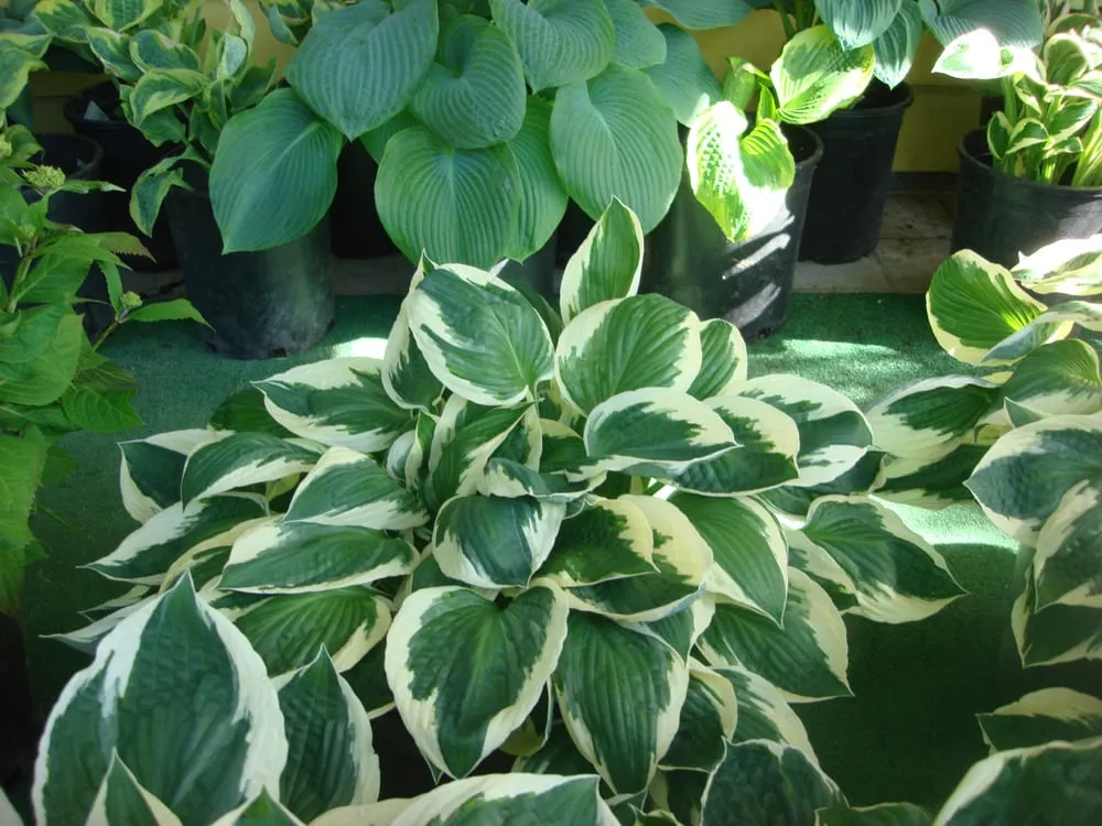 Local residential landscaping in Enumclaw, WA by Roger Cross Landscaping and Nursery