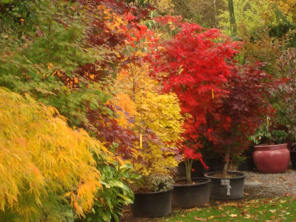 Trusted yard maintenance experts serving Enumclaw, WA - Roger Cross Landscaping and Nursery