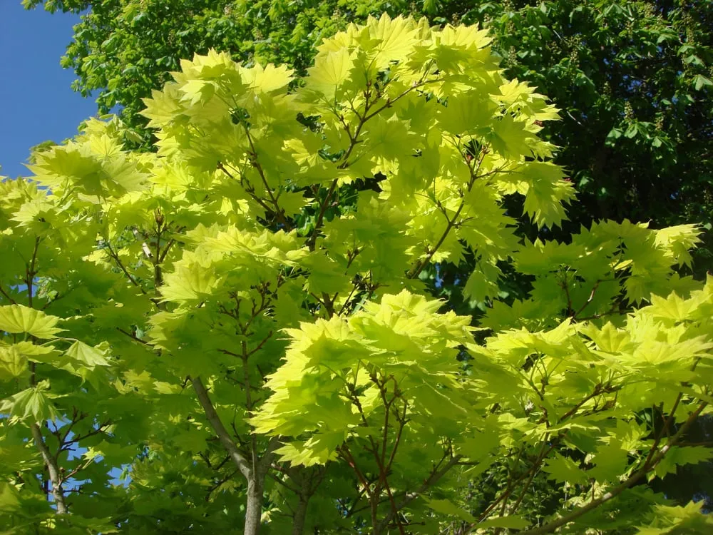 Affordable yard maintenance with custom design across Enumclaw, WA - Roger Cross Landscaping and Nursery