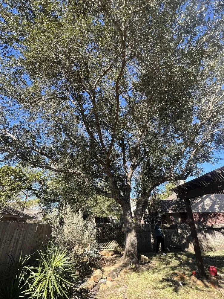 Expert landscaping services for year-round maintenance in Houston, TX by Roger Services