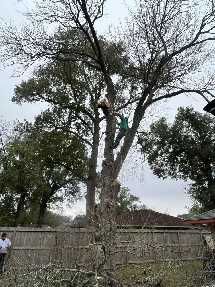 Expert lawn care service for outdoor upgrades across Houston, TX - Roger Services