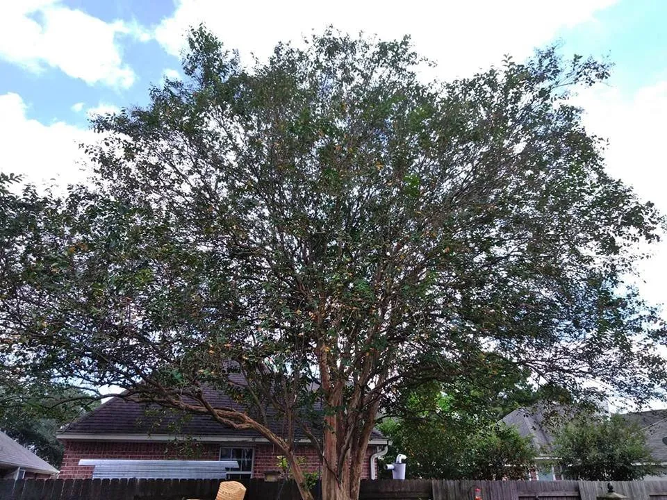 Professional lawn mowing service in Houston, TX by Roger Services