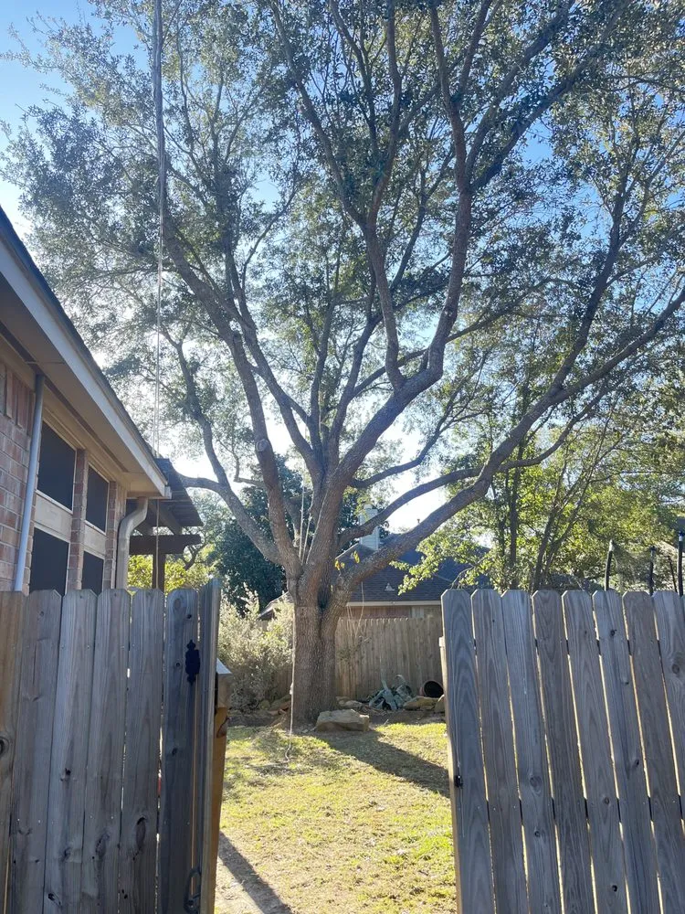 Professional yard cleanup service for beautiful yards across Houston, TX - Roger Services